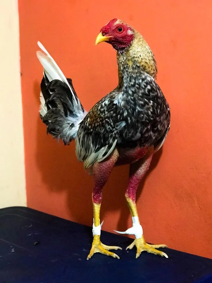 Gallo de plumaje colorido asociado a la identidad gallera de Excalibur